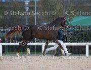 Appio Claudio Tosc Tour2013- S5 1574 : Appio Claudio, Arezzo, Cavalli d'Italia, Toscana Tour 2013, foto di Stefano Secchi ©
